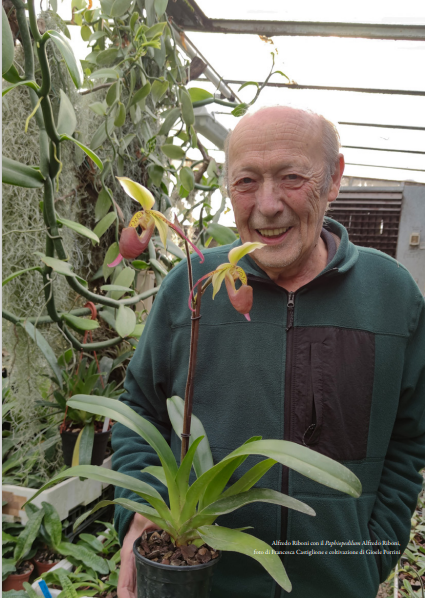 Alfredo Riboni con Paphiopedilum Alfredo Riboni Foto di Francesca Castiglione e coltivzione di Gioele Porrini Orchis n 1 2024