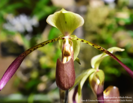 Paphiopedilum Alfredo Riboni foto di Cristina Piasentin Coltivazine di Gioele Porrini Orchis N 1 p33