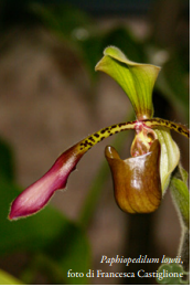 Paphiopedilum Lowii Foto di Francesca Castiglione Orchis N 1 2024 p32