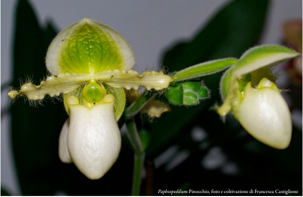 Paphiopedilum Pinocchio, foto e coltivazione di Francesca Castiglione Orchis N speciale 2023 p.152