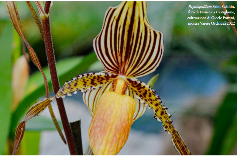 Paphiopedilum-Saint-Swithin-foto-di-Francesca-Castiglione-coltivazione-di-Gioele-Porrini-mostra-Varese-Orchidea-2022