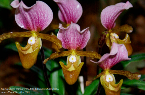 Paphiopedilum charlesworthii, (fiori) foto_1 di Francesca Castiglione, mostra Varese Orchidea 2009 Orchis N speciale 2023 p.157