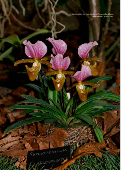 Paphiopedilum charlesworthii, foto di Francesca Castiglione, mostra Varese Orchidea 2009 Orchis N speciale 2023 p.157