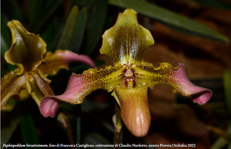 Paphiopedilum hirsutissimum, foto di Francesca Castiglione, coltivazione di Claudio Nardotto. mostra Piovera Orchidea 2023 Orchis Numero speciale 2023 p.132