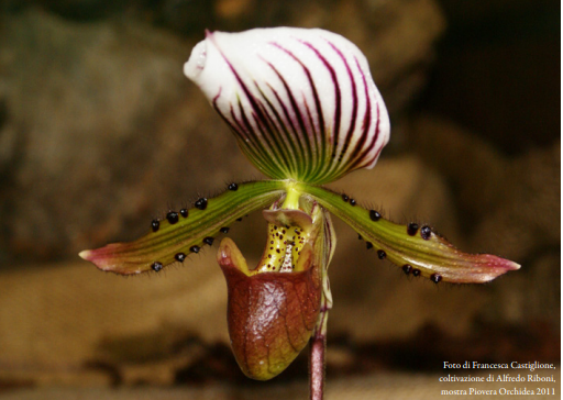 Paphiopedilum lawrenceanum foto di Francesca Castiglione e coltivazioe di Alfredo Riboni