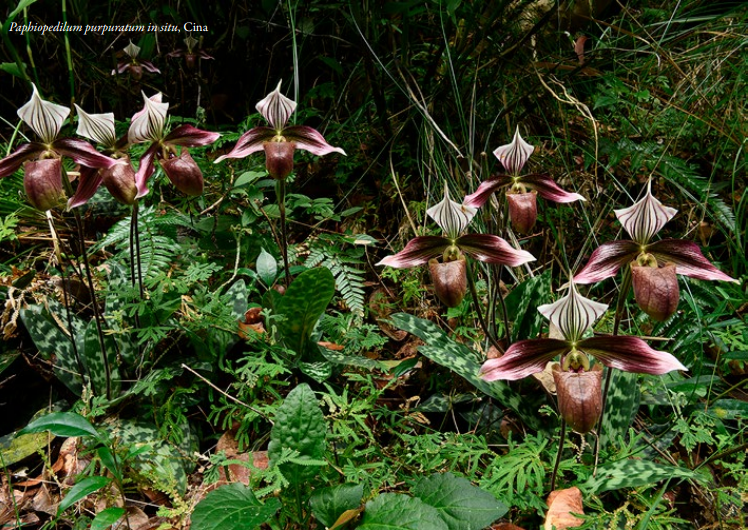 Paphiopedilum purpuratum in situ, Cina