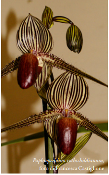 Paphiopedilum rothschildianum Foto di Francesca Castiglione Orchis N 1 2024 p32