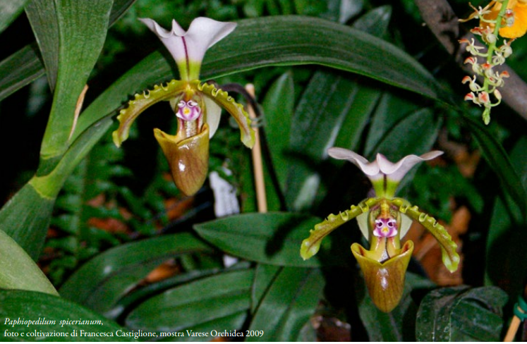 Paphiopedilum spicerianum foto di Francesca Castiglione