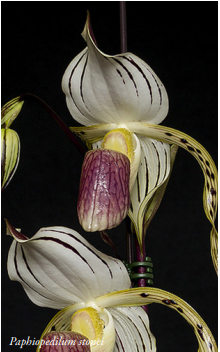 Paphiopedilum stonei Orchis N 1 2024 p32