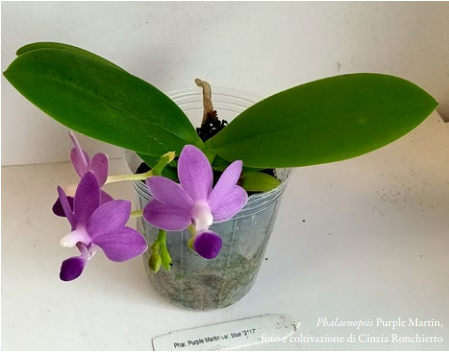 Phalaenopsis Purple Martin, Foto e coltivazione di Cinzia Ronchietto-1 Orchis 2 2024 p38