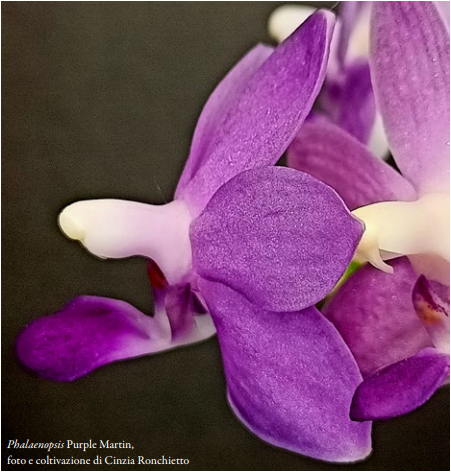 Phalaenopsis Purple Martin, Foto e coltivazione di Cinzia Ronchietto-2 Orchis 2 2024 p38