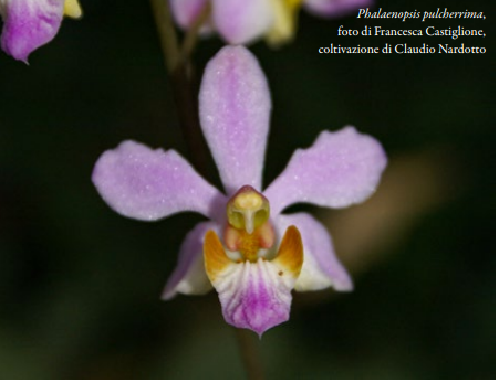 Phalaenopsis pulcherrima, foto di Francesca Castiglione coltivazione di Claudio Nardotto Orchis N 2 2024 p36