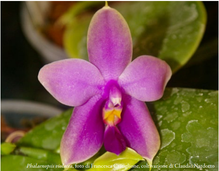 Phalaenopsis violacea, Foto 2 di Francesca Castiglione, coltivazione di Claudio Nardotto Orchis 2-2024 p36