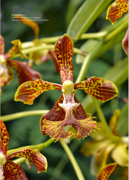 Vanda roeblingiana foto e collezione di Francesca Castiglione, coltivata presso il Giardino botanico di Alessandria Orchis N 2 2024 p.59