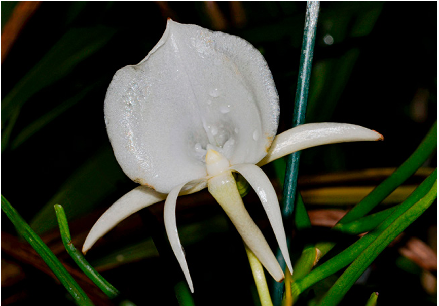 Angraecum scottianum - Fiore - ORCHIS 2 2022 p.6