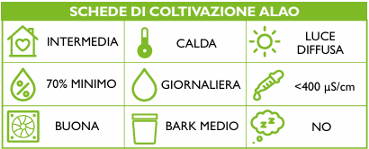 Angraecum scottianum - Schema coltivazione ORCHIS 2 2022 p.6