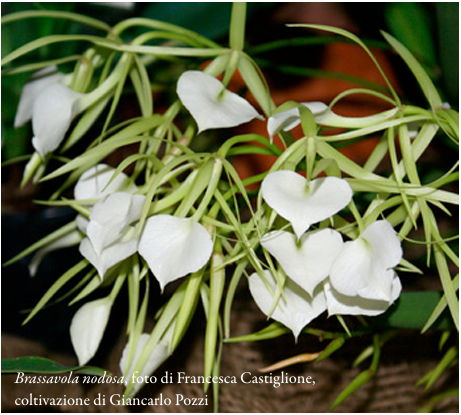 Brassavola nodosa, foto di Francesca Castiglione, Coltivazione di Giancarlo Pozzi, Orchis 2 2022 p.31