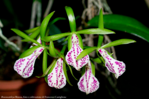 Brassocattleya Binosa, foto e coltivazione di Francesca Castiglione Orchis 2 2022 p.30