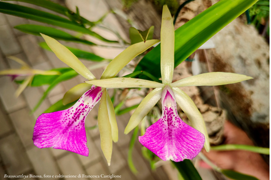 Brassocattleya Binosa, foto e coltivazione di Francesca Castiglione Orchis 2 2022 p.31