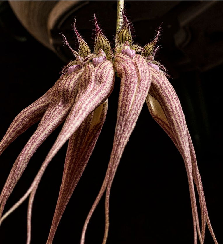 Bulbophyllum Elisabeth Ann Fiore Foto 2 Orchis Numero speciale 2021 p.42