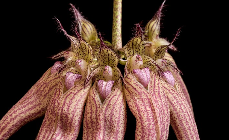 Bulbophyllum Elisabeth Ann Fiore particolare Orchis Numero speciale 2021 p.42