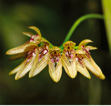 Bulbophyllum karbianglongensis Foto Fiore Orchis 2 2022 p.73