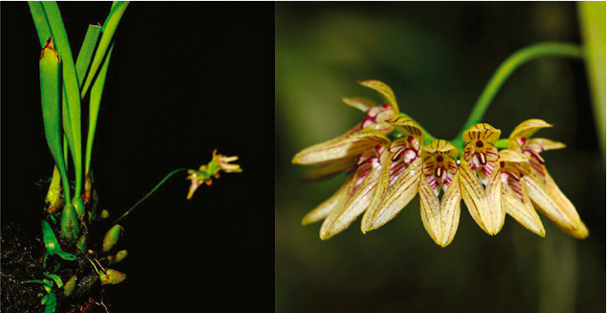 Bulbophyllum karbianglongensis Orchis 2 2022 p.73