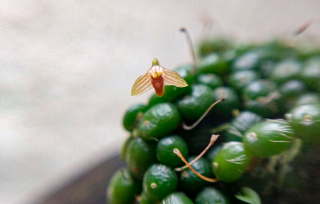 Bulbophyllum moniliforme Fiore Orchis speciale 2021 p.20