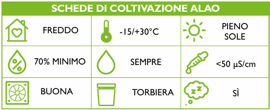 Calopogon tuberosis Schema coltivazione ORCHIS 1 2022 pp.6-8