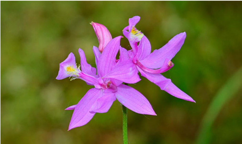 Calopogon tuberosus Foto 1 ORCHIS 1 2022 p.6