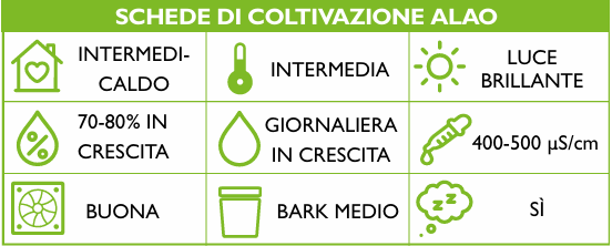 Catasetum barbatum schema coltivazione Orchis 4 2022 p.12