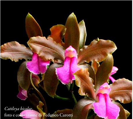 Cattleya bicolor, foto e coltivazione di Federico Carotti ORCHIS 2 2022 p.31