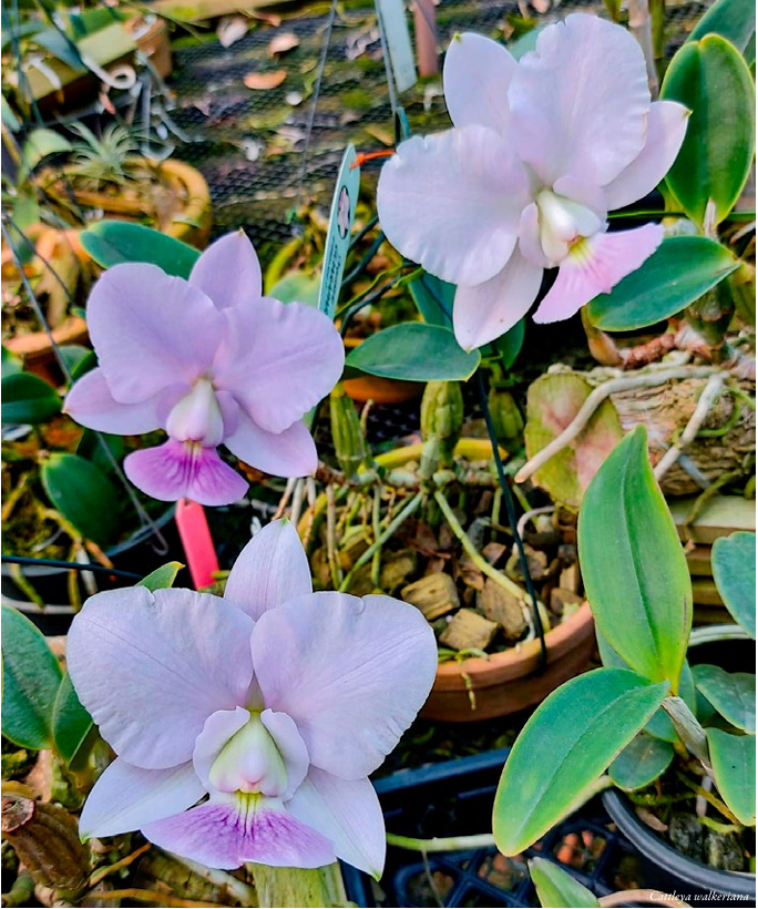 Cattleya walkeriana Luiz Marcio ORCHIS 4 2022 p.115