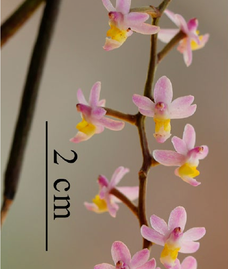 Cleisostoma-luopingense-ORCHIS-4-2022-p110