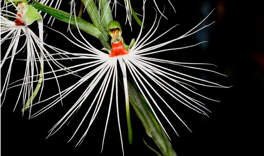 Habenaria medusa Orchis 1 2022 p. 59