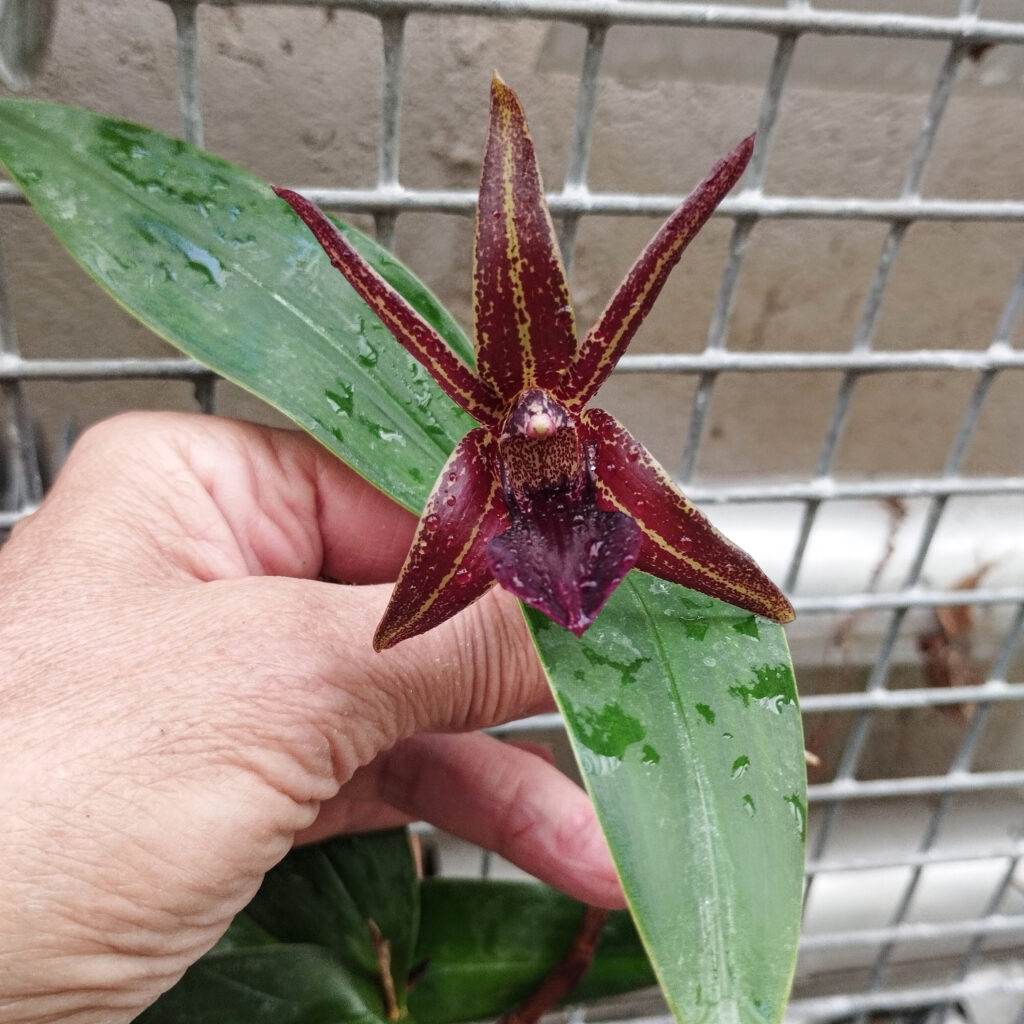 Dendrobium amplum, Collezione ALAO, serre di Villa Litta, Lainate