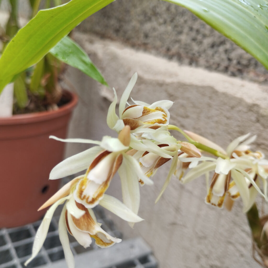 Coelogyne trinervis, collezione Alao 2023