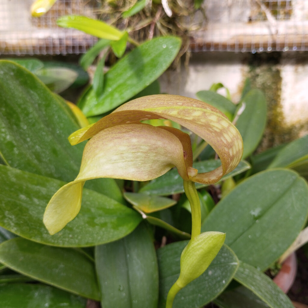 Bulbophyllum grandiflorum, collezione Alao 2023