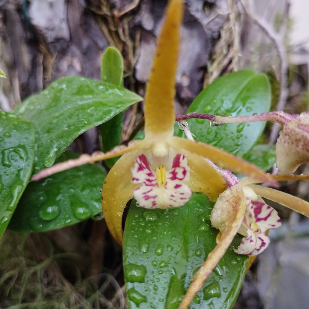 Dendrobium callitrophilum, collezione Alao 2023