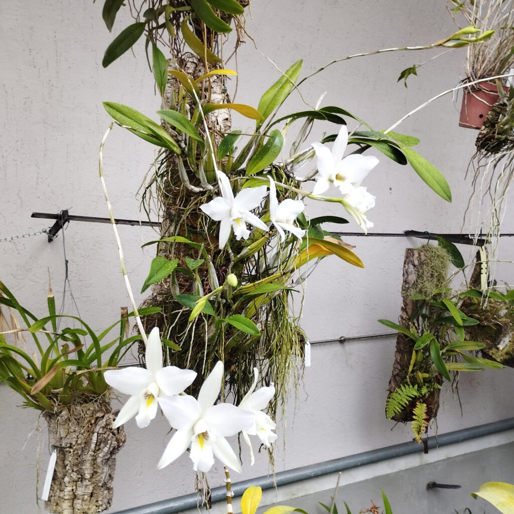 Laelia anceps subsp. dawsonii ‘Sanbar Snow Queen’, collezione Alao, serre di Villa Litta Lainate, 2023