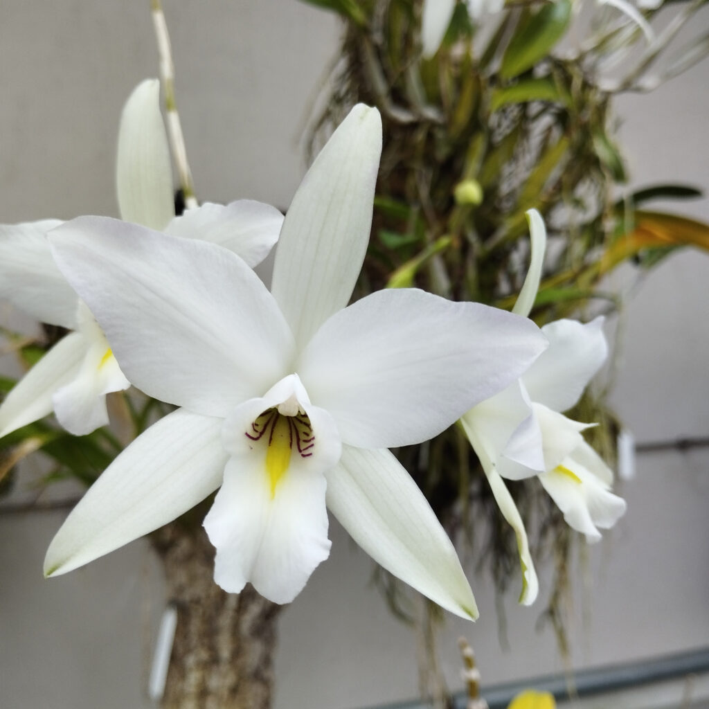 Laelia anceps subsp. dawsonii ‘Sanbar Snow Queen’, collezione Alao 2023