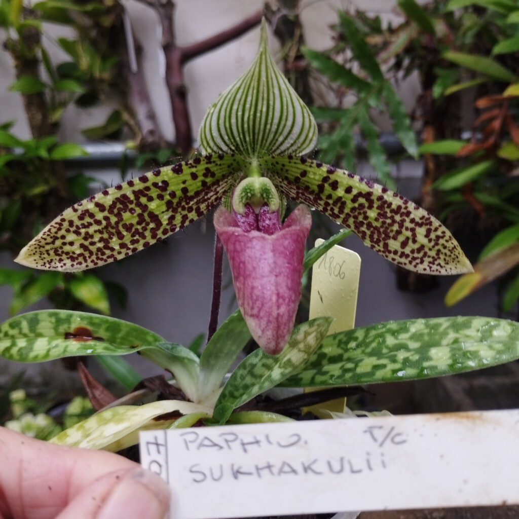 Paphiopedilum sukhakulii, collezione Alao 2023