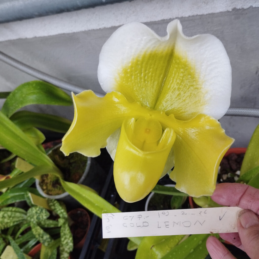 Paphiopedilum Magic Gold, collezione Alao 2023