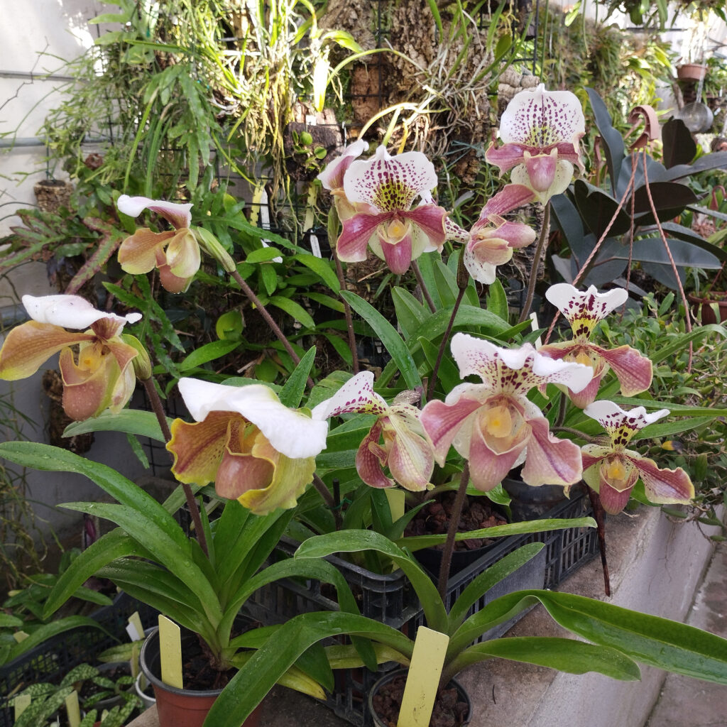 Gruppo di Paphiopedilum ibridi, collezione Alao 2023