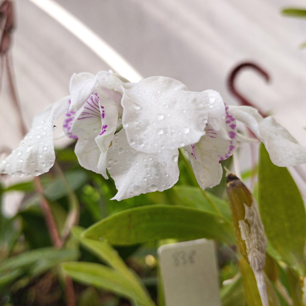 Dendrobium rhodostictum, collezione Alao 2023