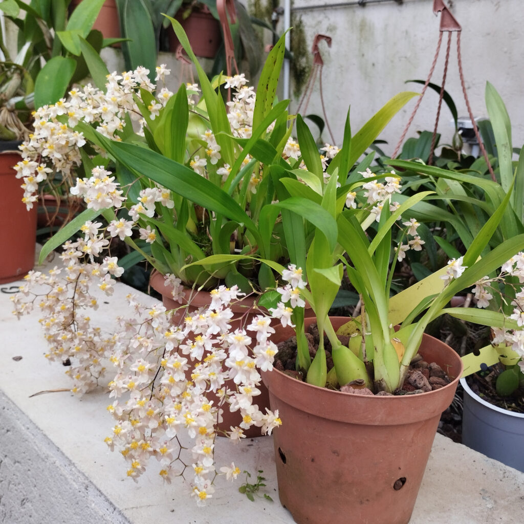 Oncidium Twinkle, Collezione ALAO, serre di Villa Litta, Lainate