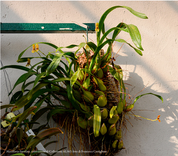 Maxillaria lineolata Coltivazione di Collezione ALAO Foto di Francesca Castiglione ORCHIS 2 2022 p.48