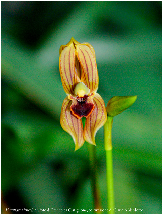 Maxillaria lineolata Foto di Francesca Castiglione e coltivazione di Claudio Nardotto ORCHIS 2 2022 p.47