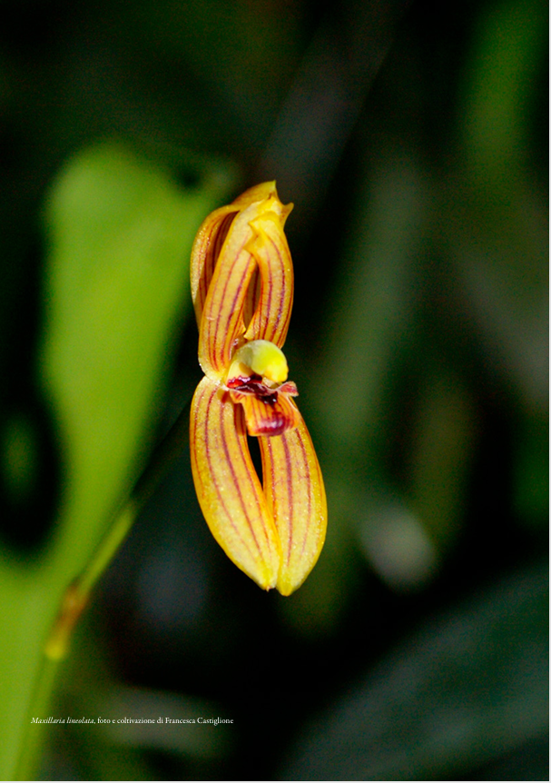 Maxillaria lineolata Foto e coltivazione di Francesca Castiglione ORCHIS 2 2022 p.48