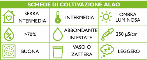 Maxillaria lineolata Schema coltivazione ORCHIS 2 2022 p.47